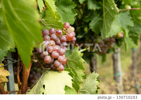 Fresh Purple Grapes Growing on Vineyard Branches in Austria 130710283