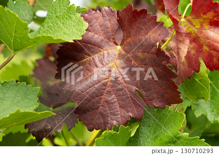 Grape leaves that have changed color, vineyard disease. 130710293