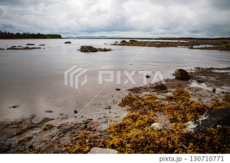 Coastline with yellow seaweed and rocks under cloudy sky against gloomy white sea. 130710771