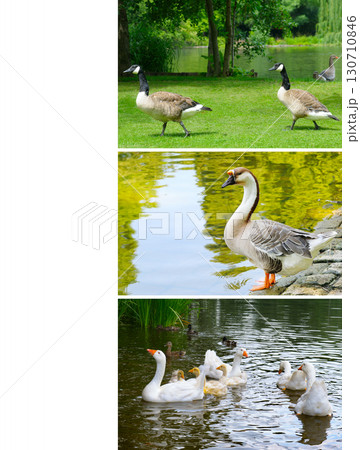 Three Scenes of Waterfowl in a Park Collage 130710846