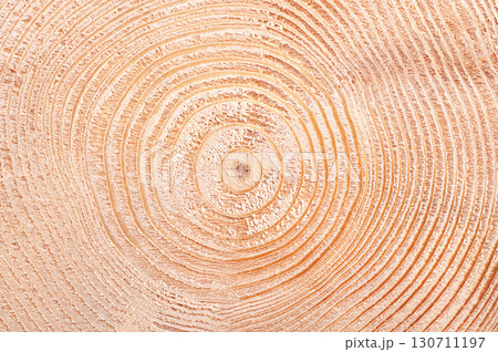 Spruce tree, growth rings, horizontal cross section. Cut through the dried trunk of an European spruce tree, Picea abies, showing annual rings, also called tree rings, expanding in a wave-like manner. Spruce tree, growth rings, horizontal cross section. Cut through the dried trunk of an European spruce tree, Picea abies, showing annual rings, also called tree rings, expanding in a wave-like manner. 130711197
