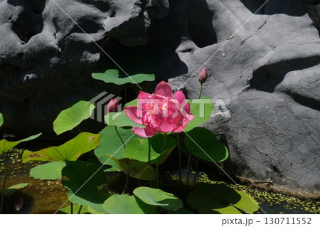 Lady Buddha statue at the Linh Ung Pagoda in Danang city in Vietnam Lady Buddha statue at the Linh Ung Pagoda in Danang city in Vietnam 130711552