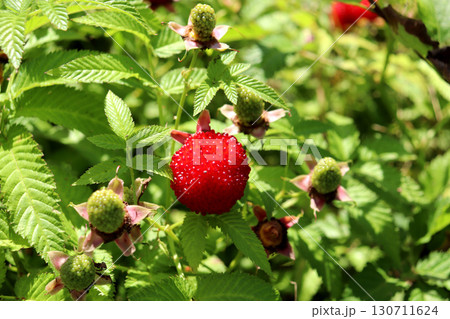 Ripe Tibetan raspberry with unripe berries on a bush in the garden Ripe Tibetan raspberry with unripe berries on a bush in the garden 130711624
