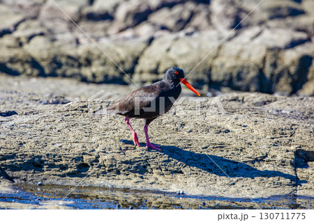 A Sooty Oystercatcher bird searching for food on a rocky coastline A Sooty Oystercatcher bird searching for food on a rocky coastline 130711775