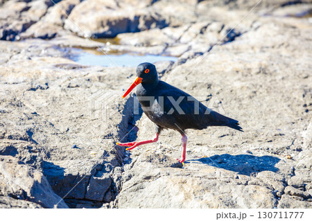 A Sooty Oystercatcher bird searching for food on a rocky coastline A Sooty Oystercatcher bird searching for food on a rocky coastline 130711777