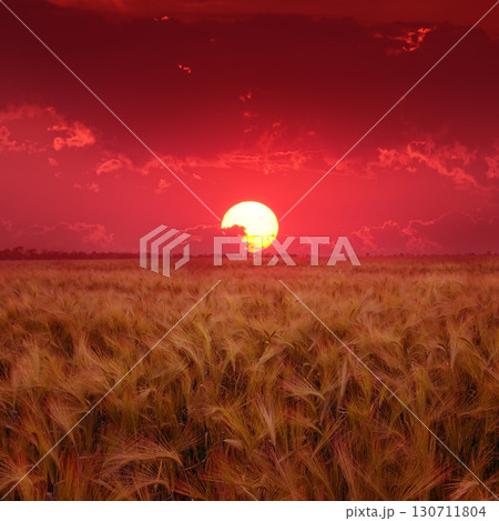 Dramatic Red Sunset Over a Golden Barley Field Creating a Breathtaking and Vibrant Rural Landscape Scene Highlighting the Beauty of Nature. 130711804