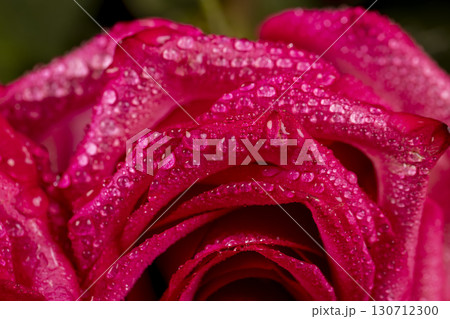 beautiful red roses in drops of water in a large bouquet on top of each other, several wet red fresh roses for arranging bouquets beautiful red roses in drops of water in a large bouquet on top of each other, several wet red fresh roses for arranging bouquets 130712300