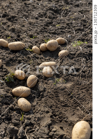 potatoes on the ground during agricultural work, large yellow potatoes on the ground during agriculture closeup 130712309
