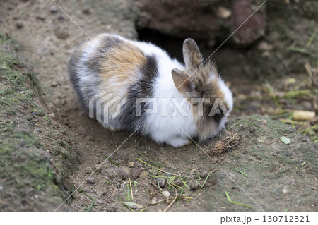 One tricolor rabbit is white, black and red in the yard with slides and pits, one young rabbit is walking in the yard One tricolor rabbit is white, black and red in the yard with slides and pits, one young rabbit is walking in the yard 130712321