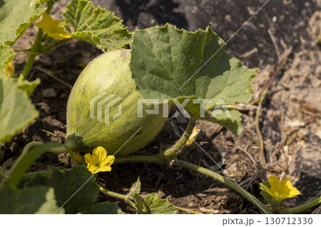 flowering of small yellow melon flowers, green foliage and yellow melon flowers for food, a plant on fertile soil in a cold climate 130712330