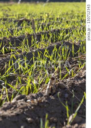 green shoots wheat that was planted in winter, beautiful winter wheat, cereals in the autumn season before frost, sunny weather green shoots wheat that was planted in winter, beautiful winter wheat, cereals in the autumn season before frost, sunny weather 130712343