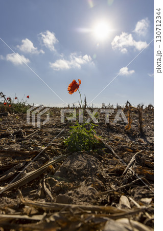 A blooming red poppy against the sky in the autumn season, a beautiful red poppy flower in the field after the corn harvest 130712344