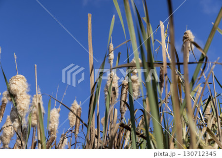 reeds growing on the riverbank in the autumn season, reed fluff against the sky on the riverbank in the autumn season 130712345