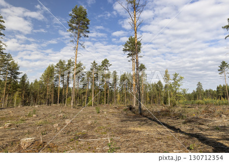 pine during the cutting down of pine trees to obtain wood for construction and other purposes, part of the felled pine forest with tall trees for industrial use of wood pine during the cutting down of pine trees to obtain wood for construction and other purposes, part of the felled pine forest with tall trees for industrial use of wood 130712354