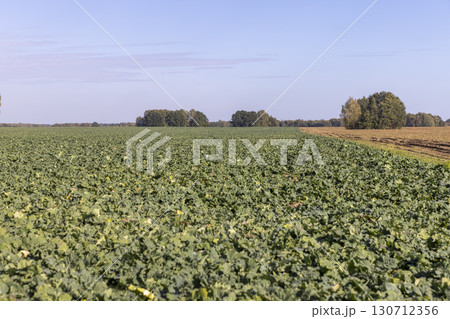 agricultural field with green shoots of cabbage and other plants to ensure the improvement and enrichment of the soil, green fast-growing plants to improve soil quality and obtain a high yield agricultural field with green shoots of cabbage and other plants to ensure the improvement and enrichment of the soil, green fast-growing plants to improve soil quality and obtain a high yield 130712356