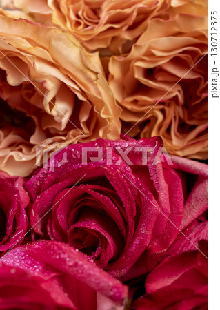 beautiful orange roses in a large bouquet lying on top of each other, several red and orange fresh roses for arranging bouquets beautiful orange roses in a large bouquet lying on top of each other, several red and orange fresh roses for arranging bouquets 130712375