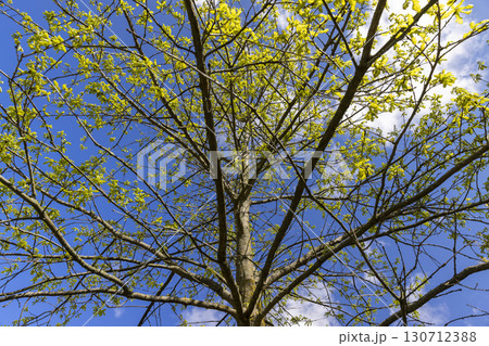 the first foliage of an oak tree against the blue sky, new foliage on oak trees in the spring season, sunny weather in the forest with new foliage on deciduous trees the first foliage of an oak tree against the blue sky, new foliage on oak trees in the spring season, sunny weather in the forest with new foliage on deciduous trees 130712388
