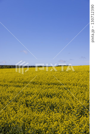 a yellow field with a large number of rapeseed flowers, yellow rapeseed flowers in the summer during the flowering season 130712390