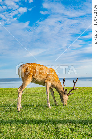 北海道・宗谷公園の町並みとエゾシカの風景 北海道・宗谷公園の町並みとエゾシカの風景 130712436