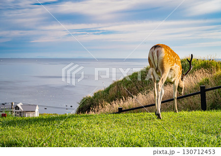 北海道・宗谷公園の町並みとエゾシカの風景 北海道・宗谷公園の町並みとエゾシカの風景 130712453