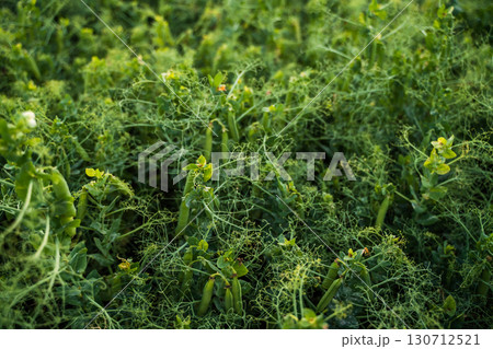Close-up of pea pods growing in field, fresh organic green peas in rural agricultural farmland with sustainable crop cultivation Close-up of pea pods growing in field, fresh organic green peas in rural agricultural farmland with sustainable crop cultivation 130712521