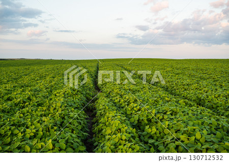 Green soybean farmland stretching to horizon under summer sky, rural agricultural landscape with rows of fresh organic crop plants Green soybean farmland stretching to horizon under summer sky, rural agricultural landscape with rows of fresh organic crop plants 130712532