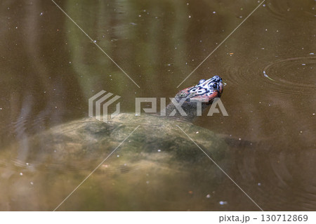 The Arrau turtle, Podocnemis expansa is the largest of the side-neck turtles in Latin America. Seen at Belem in Brazil The Arrau turtle, Podocnemis expansa is the largest of the side-neck turtles in Latin America. Seen at Belem in Brazil 130712869