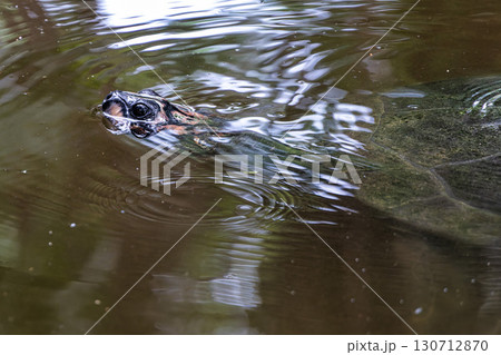 The Arrau turtle, Podocnemis expansa is the largest of the side-neck turtles in Latin America. Seen at Belem in Brazil The Arrau turtle, Podocnemis expansa is the largest of the side-neck turtles in Latin America. Seen at Belem in Brazil 130712870