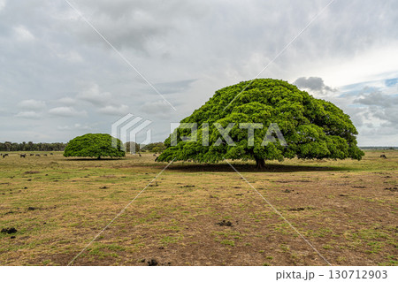 Water Buffalos and big trees at a rural property called Fazenda at Soure in Marajo Island, Brazil. 130712903