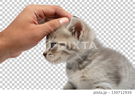 Hand gently petting cute silver tabby kitten's head, close-up of affection and bonding with a pet 130712939