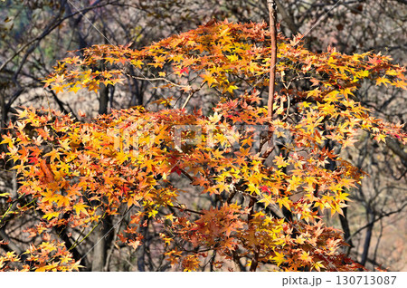 丹沢の革籠石山 ヤマモミジの紅葉 丹沢の革籠石山 ヤマモミジの紅葉 130713087