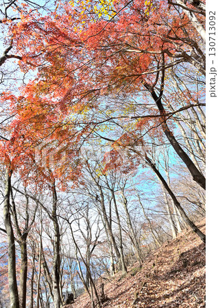 丹沢の革籠石山 ヤマモミジ 紅葉の道 丹沢の革籠石山 ヤマモミジ 紅葉の道 130713092