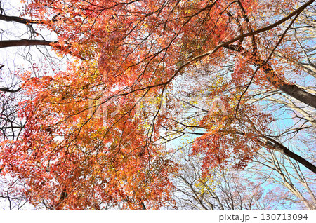 丹沢の革籠石山 ヤマモミジの紅葉 丹沢の革籠石山 ヤマモミジの紅葉 130713094