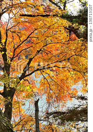 神奈川県清川村　秋の宮ヶ瀬湖　湖畔の彩 130713107