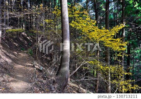 丹沢の仏果山　紅葉の山道　クロモジの黄色 130713211