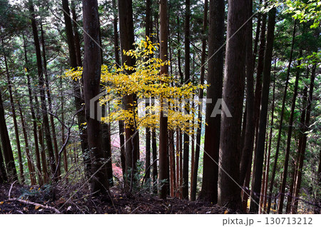 丹沢の仏果山　紅葉の森　クロモジの黄色 130713212