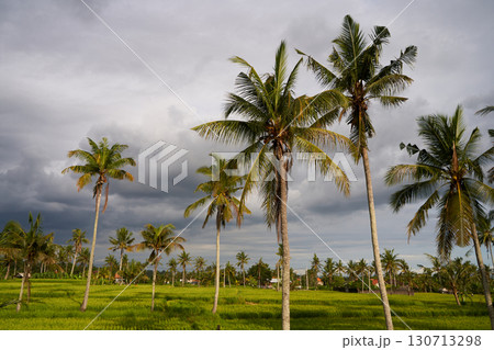 Palm trees in a paddy field against a stormy evening sky 130713298