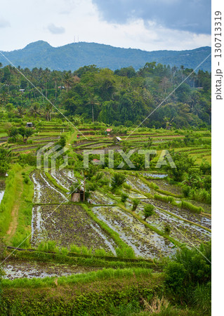 Panorama of the amazing landscape of Asian rice terraces. Palm trees in a rice paddy on the island of Bali. A view of the bright green rice fields. 130713319