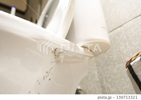 A colony of ants hides their eggs under the toilet in the bathroom. The problem with insects in the house. A colony of ants hides their eggs under the toilet in the bathroom. The problem with insects in the house. 130713321