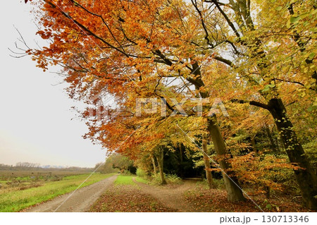 紅葉したアムステルダムの公園　（アムステルダムセ・ボス） 130713346
