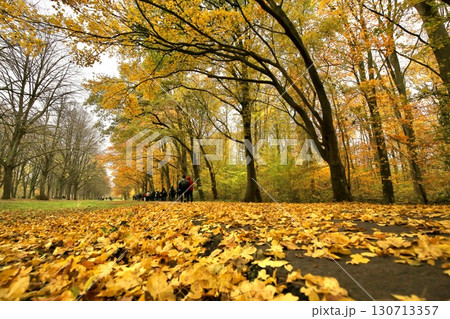 紅葉したアムステルダムの公園　（アムステルダムセ・ボス） 130713357