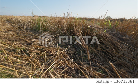 A picturesque postharvest field landscape featuring dry stubble and rural scenery A picturesque postharvest field landscape featuring dry stubble and rural scenery 130713361