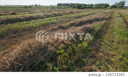A Harvested Field with Vibrant Green Foliage and Soft, Gentle Shadows Beneath Trees 130713365