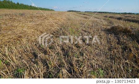 The Cotton Field is Completely Harvested and Ready for Collection and Processing Soon The Cotton Field is Completely Harvested and Ready for Collection and Processing Soon 130713423
