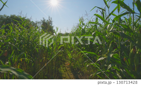 A Lush Cornfield Thriving Under Brilliant Sunshine and Beautiful, Clear Blue Skies 130713428