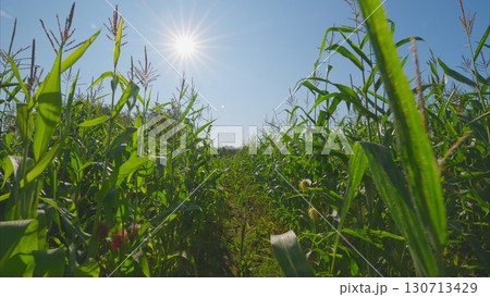 A Bright, Sunny Cornfield Spreading Beneath a Clear Blue Sky During the Daytime Hours 130713429