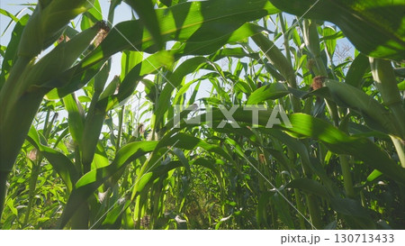 A Lush Green Cornfield Captured in Bright and Radiant Sunlight on a Beautiful Day A Lush Green Cornfield Captured in Bright and Radiant Sunlight on a Beautiful Day 130713433