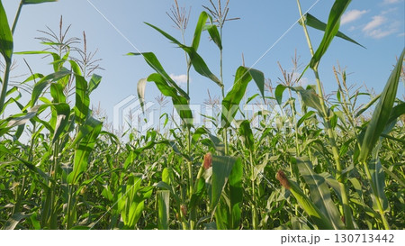 Vibrant Crops Flourishing Under a Brilliant Blue Sky A Beautiful Agricultural View Vibrant Crops Flourishing Under a Brilliant Blue Sky A Beautiful Agricultural View 130713442