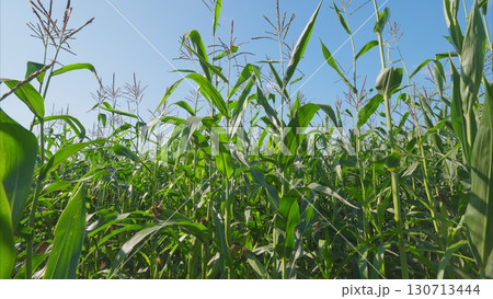 A Lush Green Cornfield Beautifully Spreading Under a Clear Blue Sky in the Countryside A Lush Green Cornfield Beautifully Spreading Under a Clear Blue Sky in the Countryside 130713444