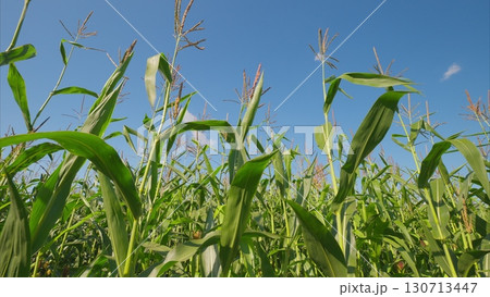 A Lush and Vibrant Cornfield Beautifully Expands Under a Clear and Bright Blue Sky Above Us Today A Lush and Vibrant Cornfield Beautifully Expands Under a Clear and Bright Blue Sky Above Us Today 130713447